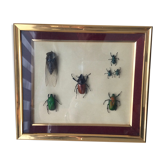 Subframe beetles