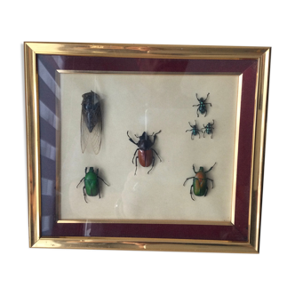 Subframe beetles