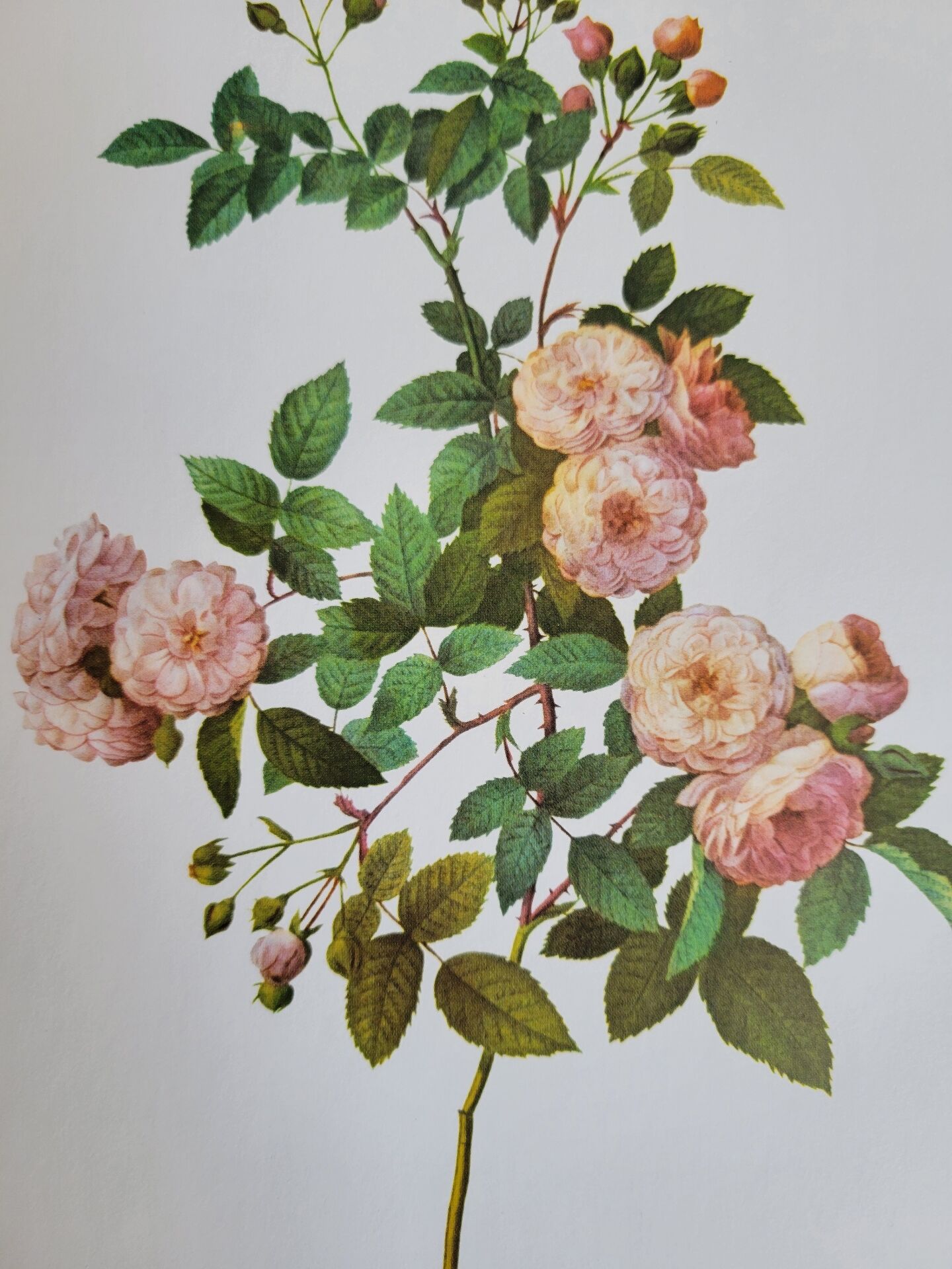 Botanical plate of Multiflora Rose, P. J. Redouté