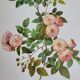 Botanical plate of Multiflora Rose, P. J. Redouté