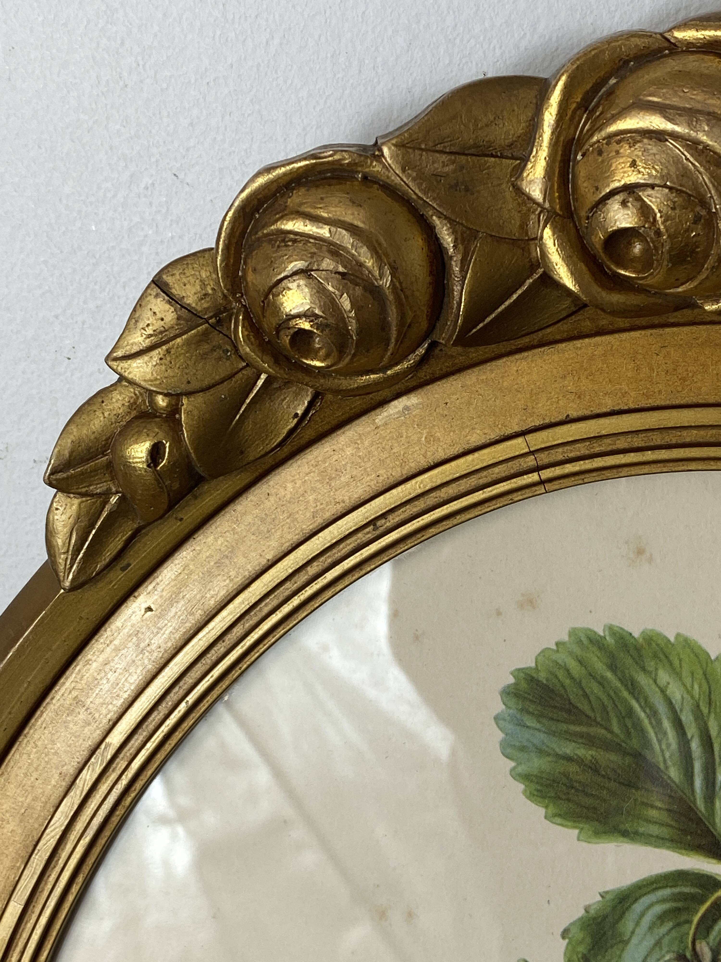 Framed botanical print of Fragaria Grandiflora