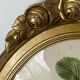 Framed botanical print of Fragaria Grandiflora