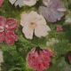 Original Oil on Canvas – “Large Bouquet” by JJ – Signed, Framed 65 × 77 cm