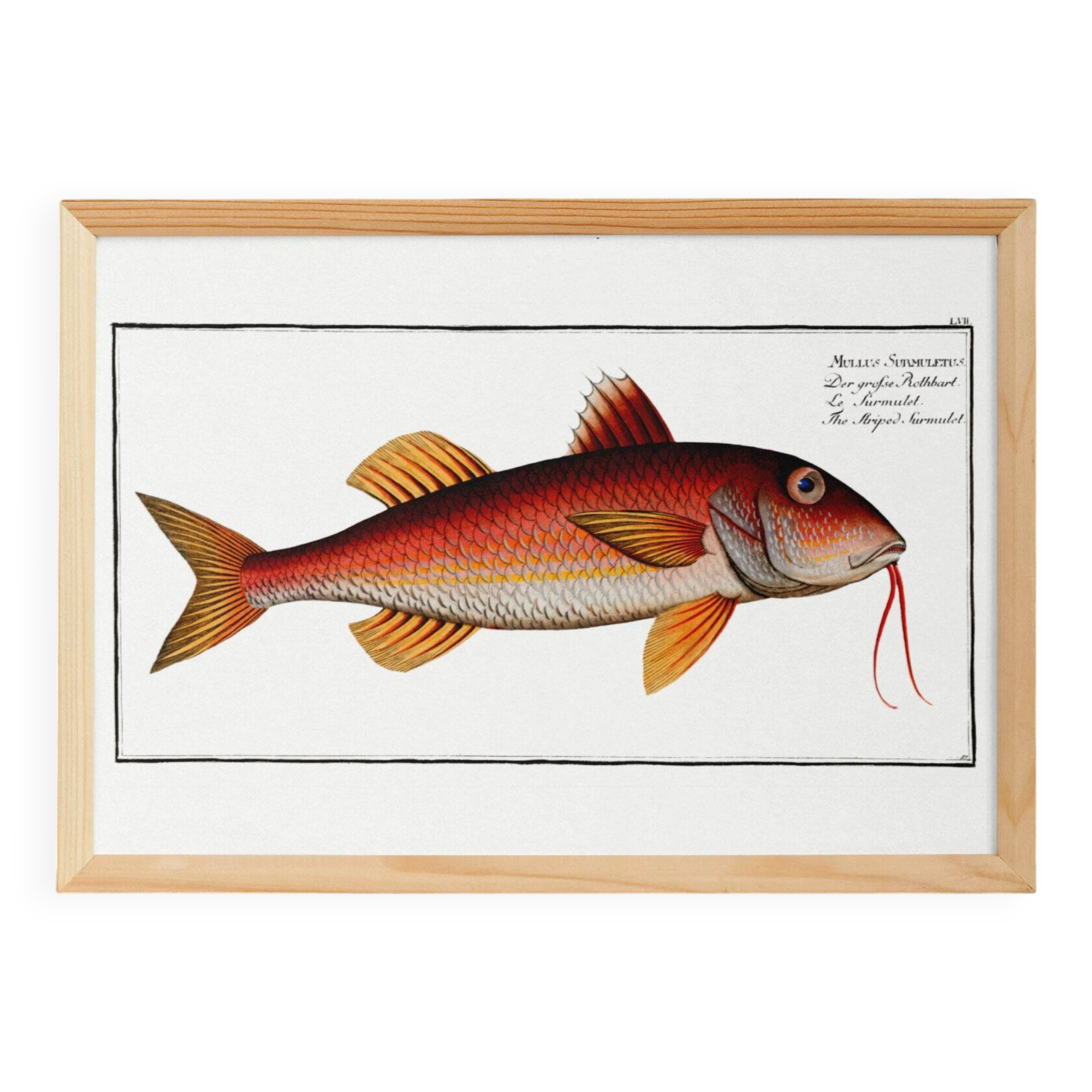 Poster about the red mullet, based on an old engraving from 1746.