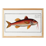 Poster about the red mullet, based on an old engraving from 1746.