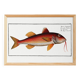 Poster about the red mullet, based on an old engraving from 1746.
