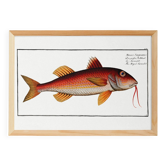 Poster about the red mullet, based on an old engraving from 1746.