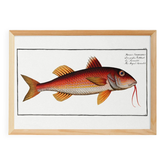 Poster about the red mullet, based on an old engraving from 1746.