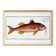 Poster about the red mullet, based on an old engraving from 1746.