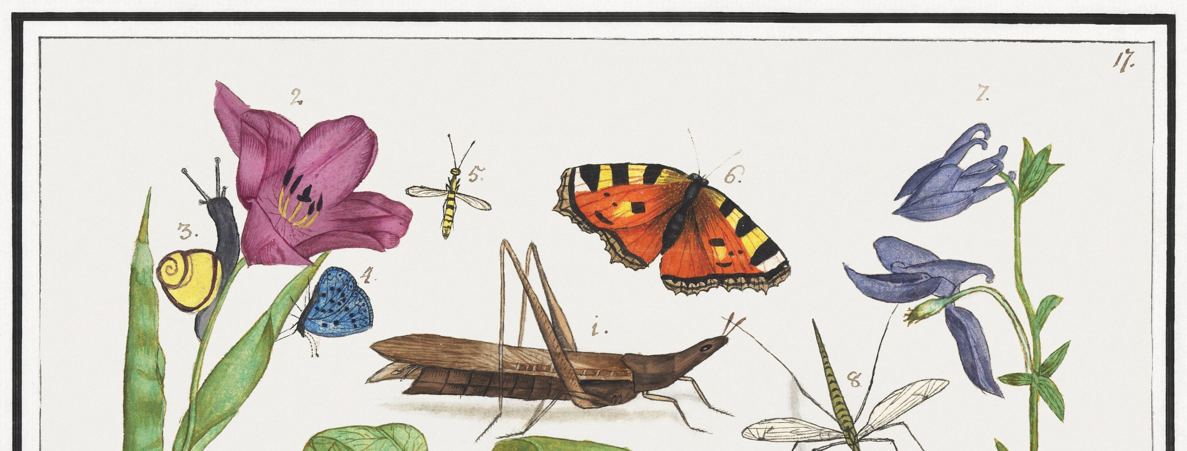 Small poster about insects and flowers (physalis)