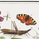 Small poster about insects and flowers (physalis)