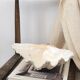 Vintage scallop shell