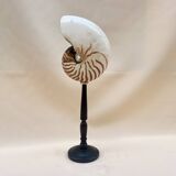 Large Tiger Nautilus shell on turned wooden base, old cabinet of curiosities