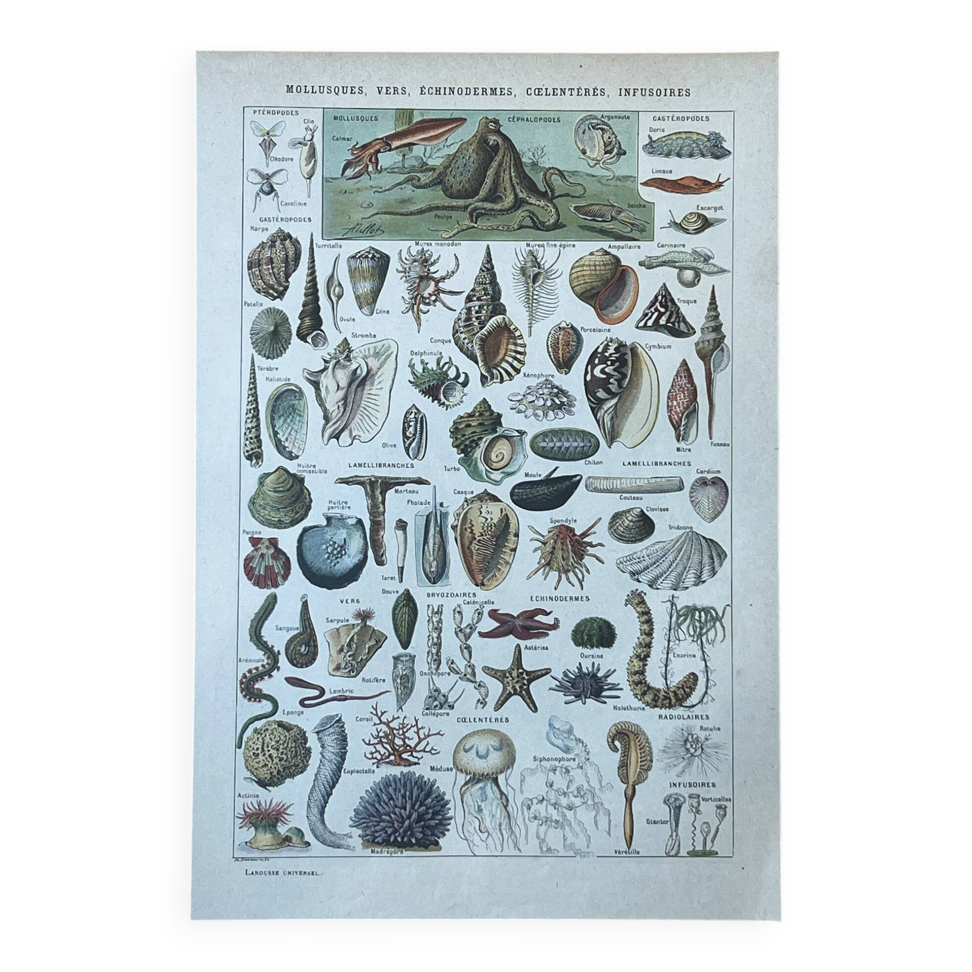 Botanical plate 1927, 18.5x27.5cm