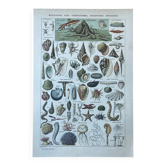 Botanical plate 1927, 18.5x27.5cm