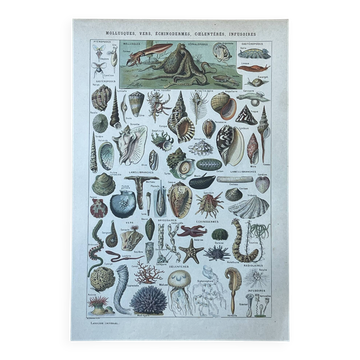 Botanical plate 1927, 18.5x27.5cm