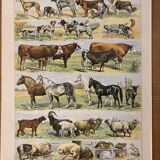 Lithograph of mammals - 1900 (giraffe, cows, etc.)