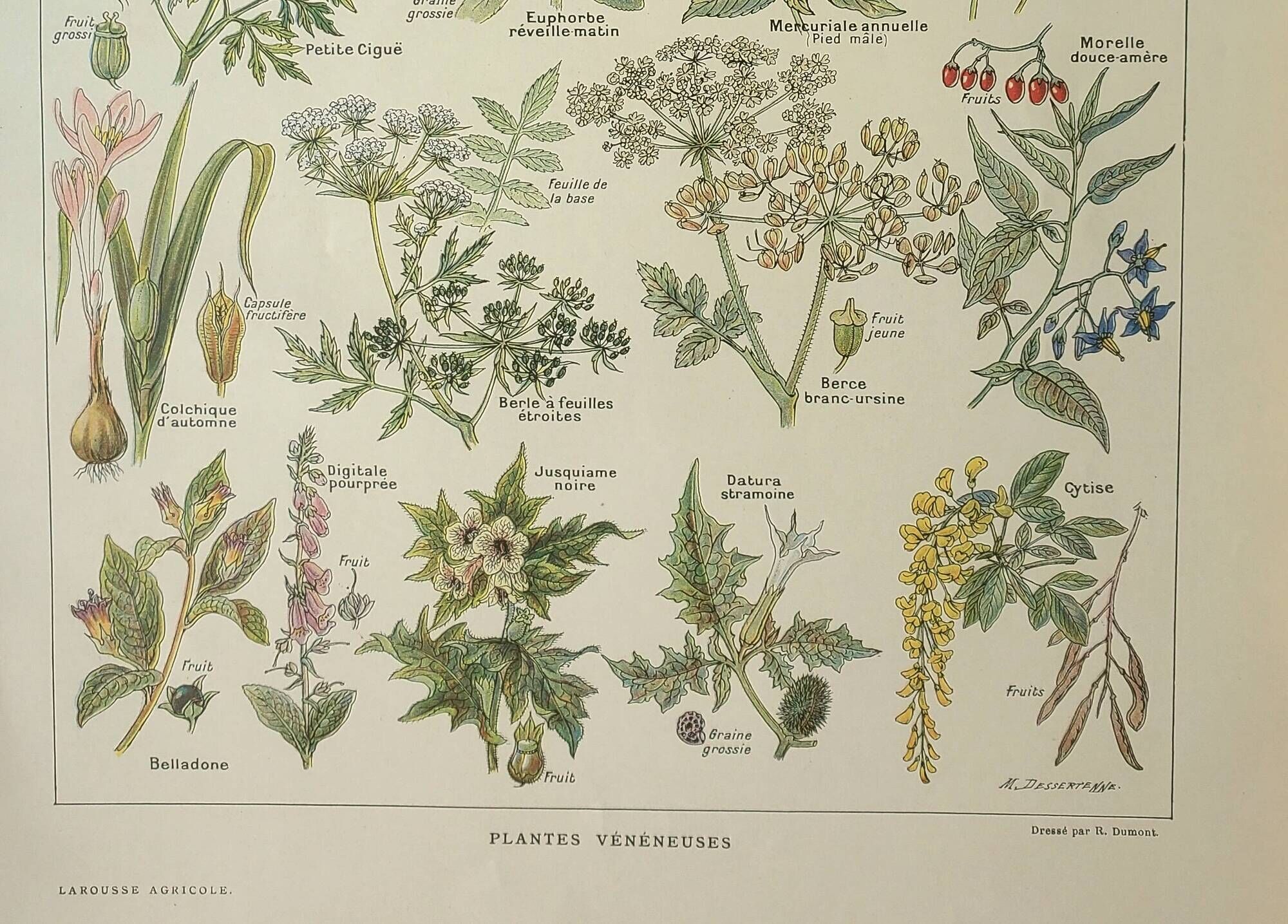 Old engraving 1922, Poisonous plants, flora, plant, flower • Lithograph, Original plate