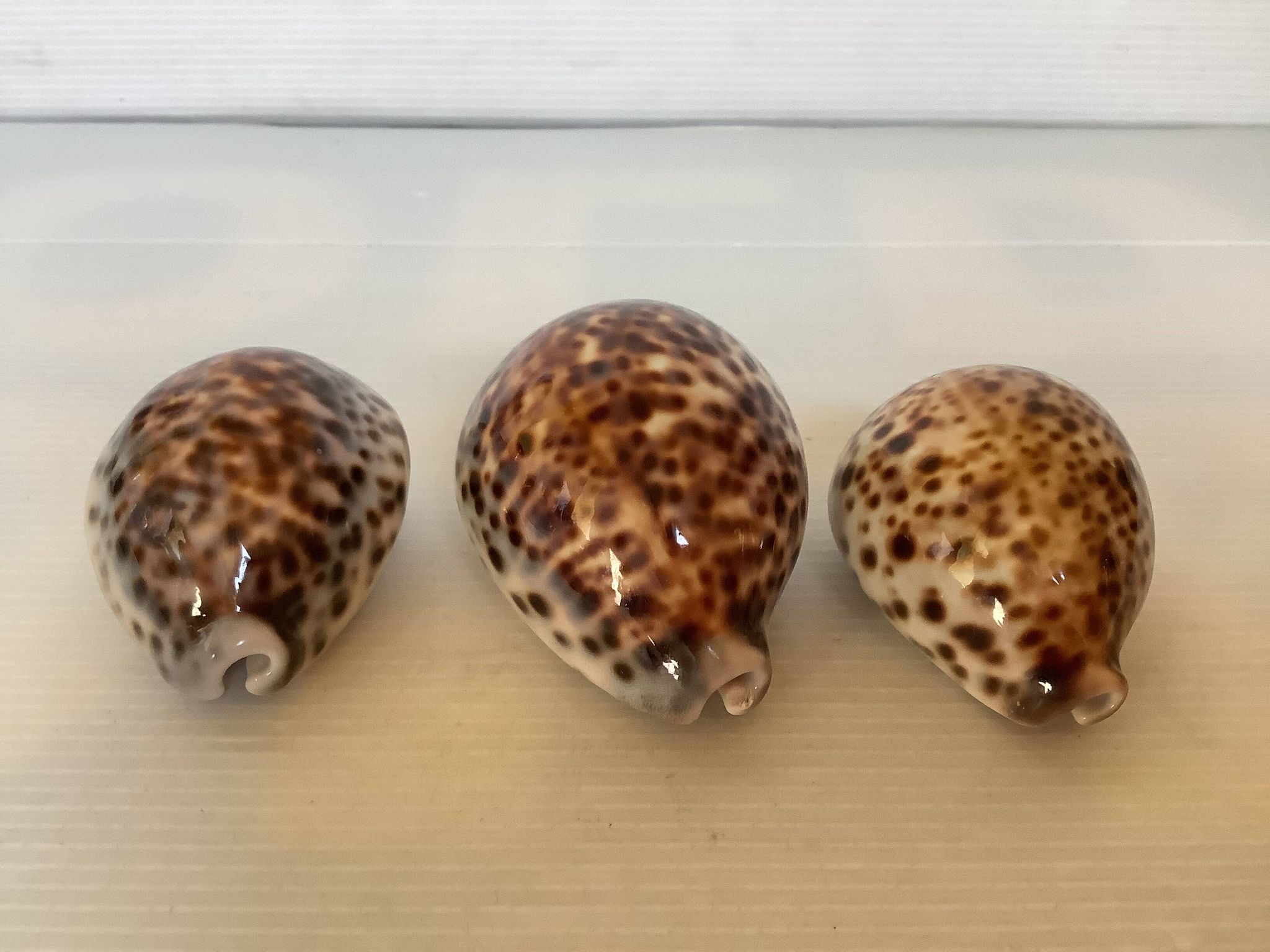 Trio de coquillages cypraea tigris