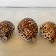 Trio de coquillages cypraea tigris