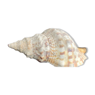 Shell Hemifusus
