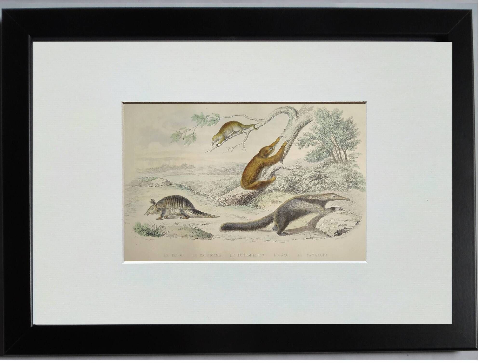 Planche zoologique originale " tatou, cachicame, fourmilier,... - buffon 1840