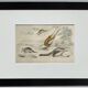 Planche zoologique originale " tatou, cachicame, fourmilier,... - buffon 1840