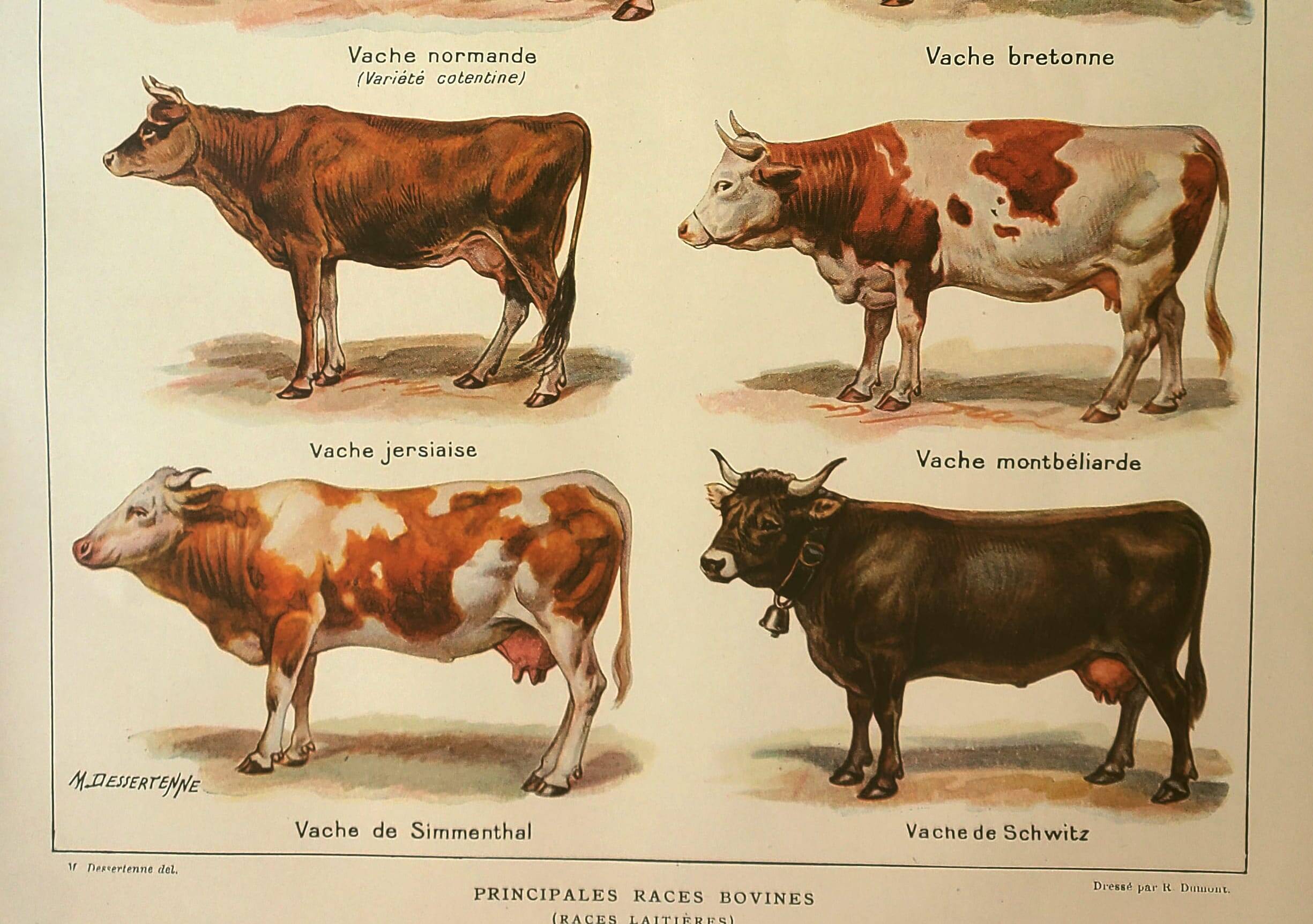 Gravure ancienne 1921 - Vache et races bovines - illustration de la ferme