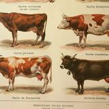 Gravure ancienne 1921 - Vache et races bovines - illustration de la ferme