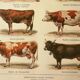 Antique engraving, 1921 - Cow and cattle breeds - farm illustration
