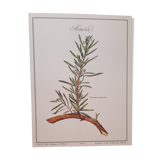 Botanical plank Romarin