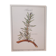 Botanical plank Romarin
