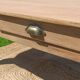 Large restored antique coffee table in solid oak.