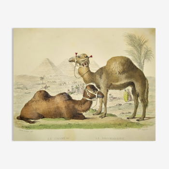 ORIGINAL ZOOLOGICAL PLATE OF 1839 " Camel & Dromedary "