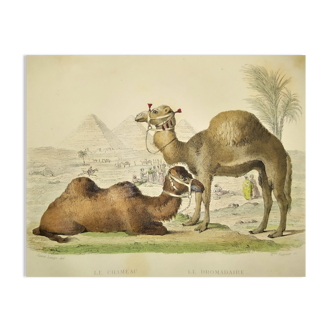 ORIGINAL ZOOLOGICAL PLATE OF 1839 " Camel & Dromedary "