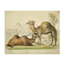 Planche zoologique originale de 1839 " chameau & dromadaire "