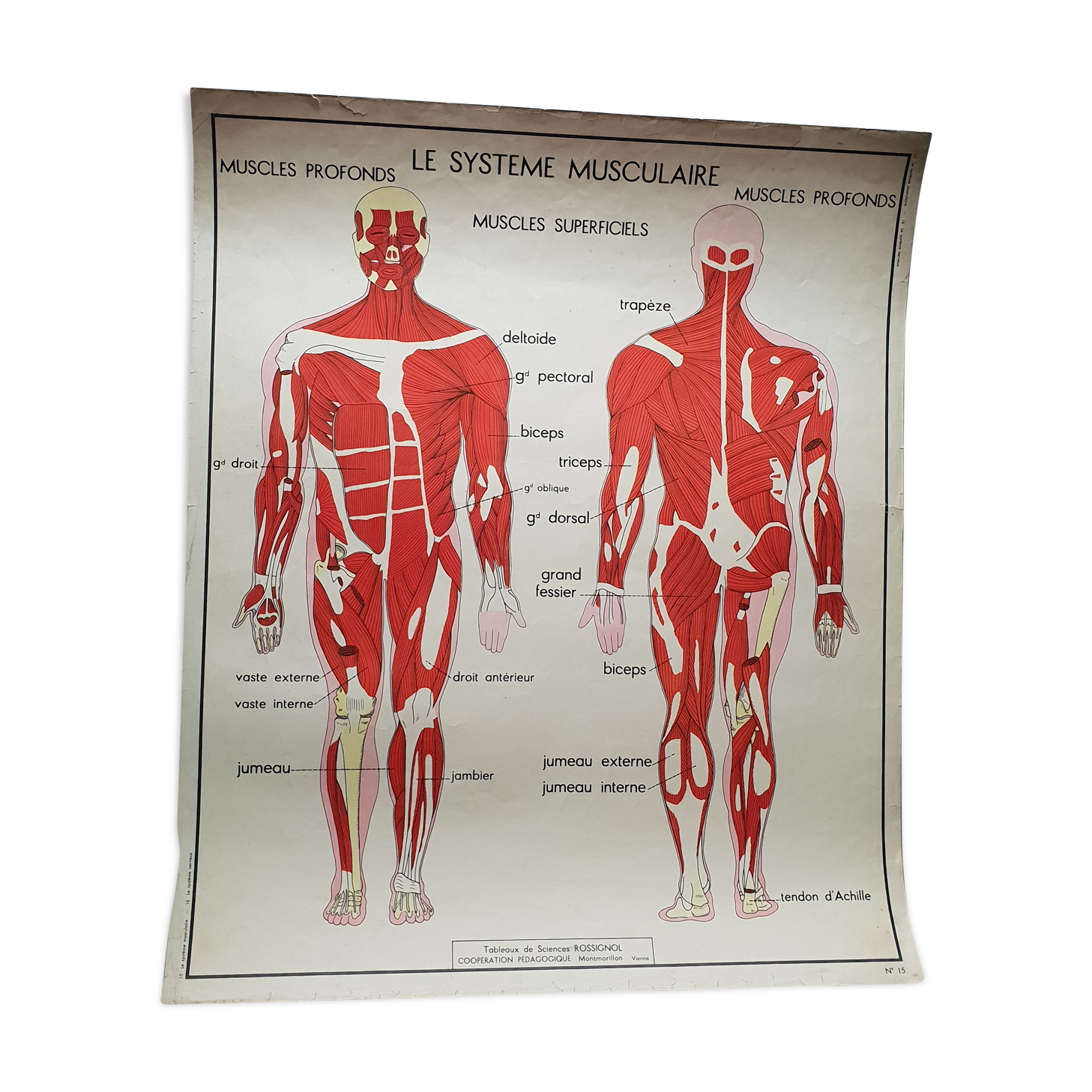 School poster Nightingale No.15 system nervous No.16 System muscle
