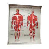 School poster Nightingale No.15 system nervous No.16 System muscle
