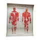 School poster Nightingale No.15 system nervous No.16 System muscle