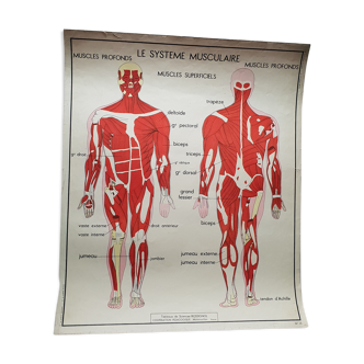 School poster Nightingale No.15 system nervous No.16 System muscle