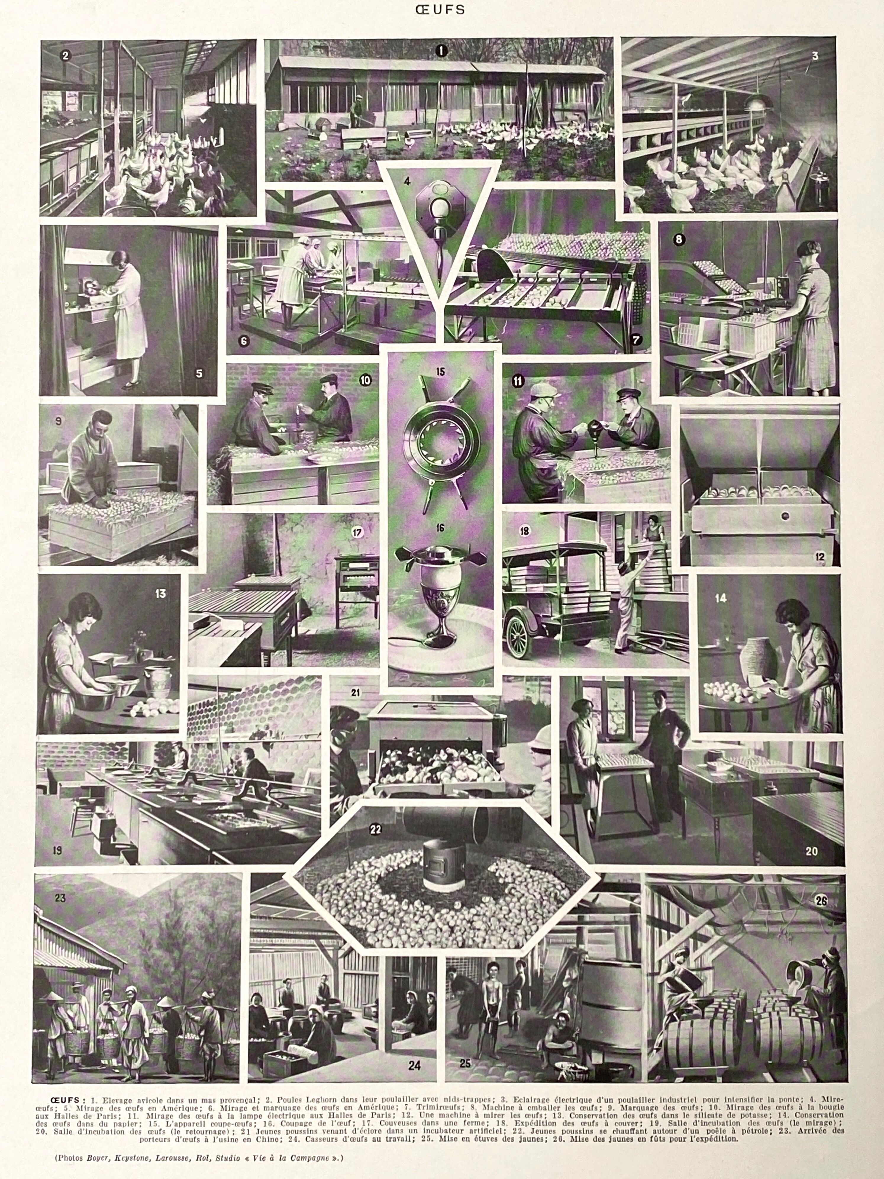 Old illustration Millot "eggs"