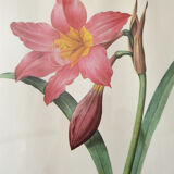 Framed reproduction pj dreaded "amaryllis"