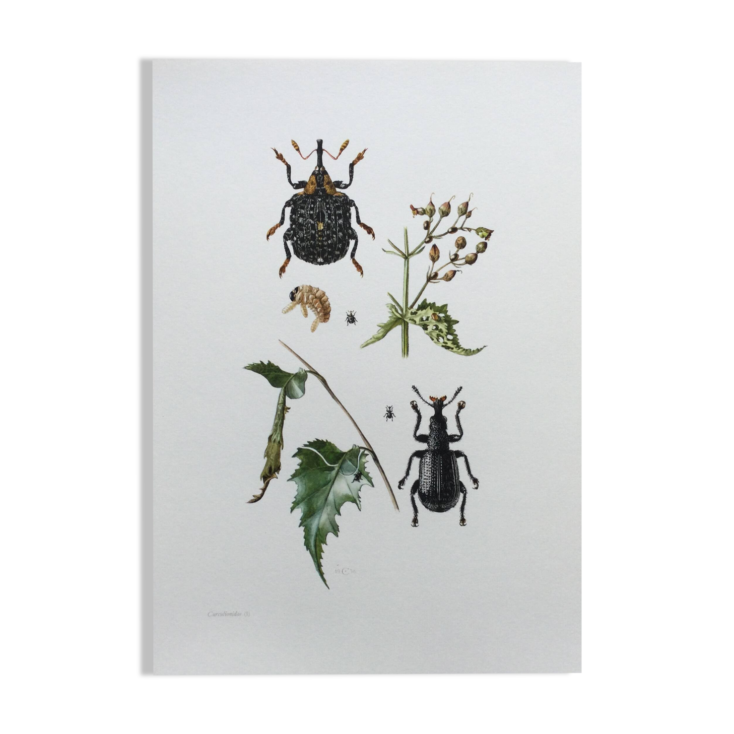 Vintage Insect Print Old Illustration from the 60s