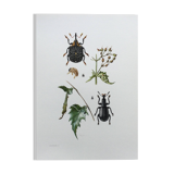 Vintage Insect Print Old Illustration from the 60s