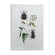 Vintage Insect Print Old Illustration from the 60s