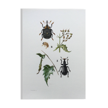 Vintage Insect Print Old Illustration from the 60s