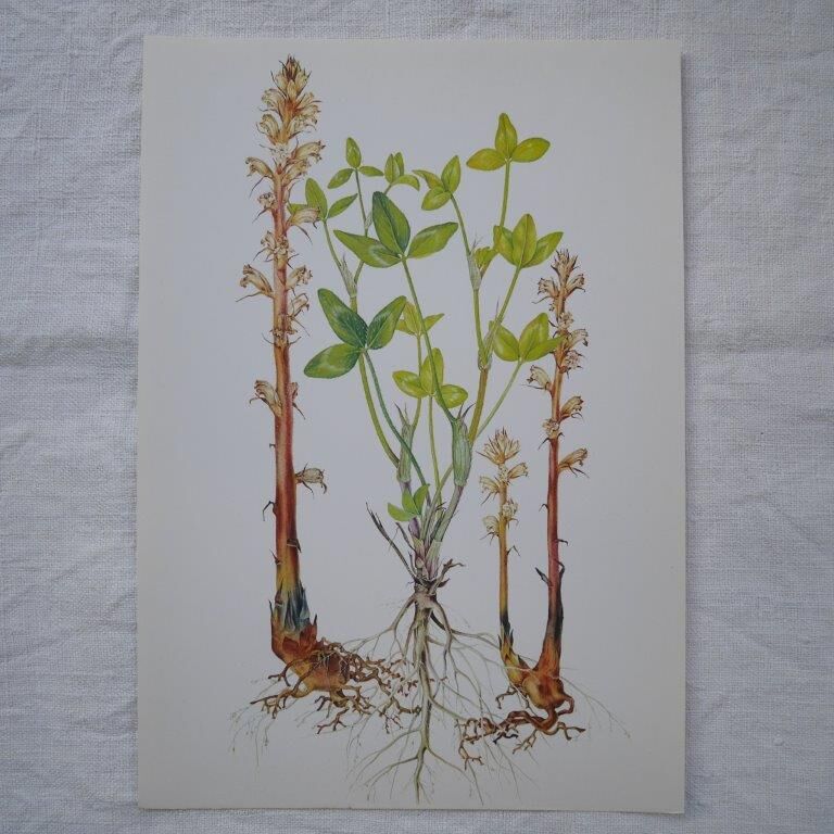 Set of 2 botanical plates Omblette and Orobranche du trèfle