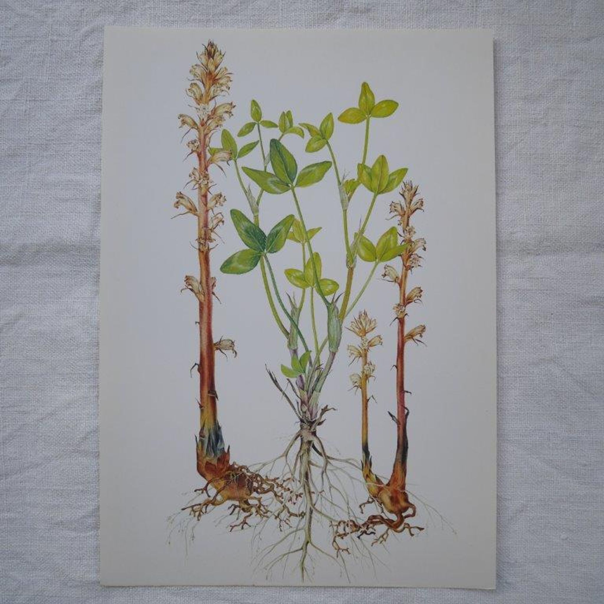 Set of 2 botanical plates Omblette and Orobranche du trèfle