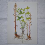 Set of 2 botanical plates Omblette and Orobranche du trèfle