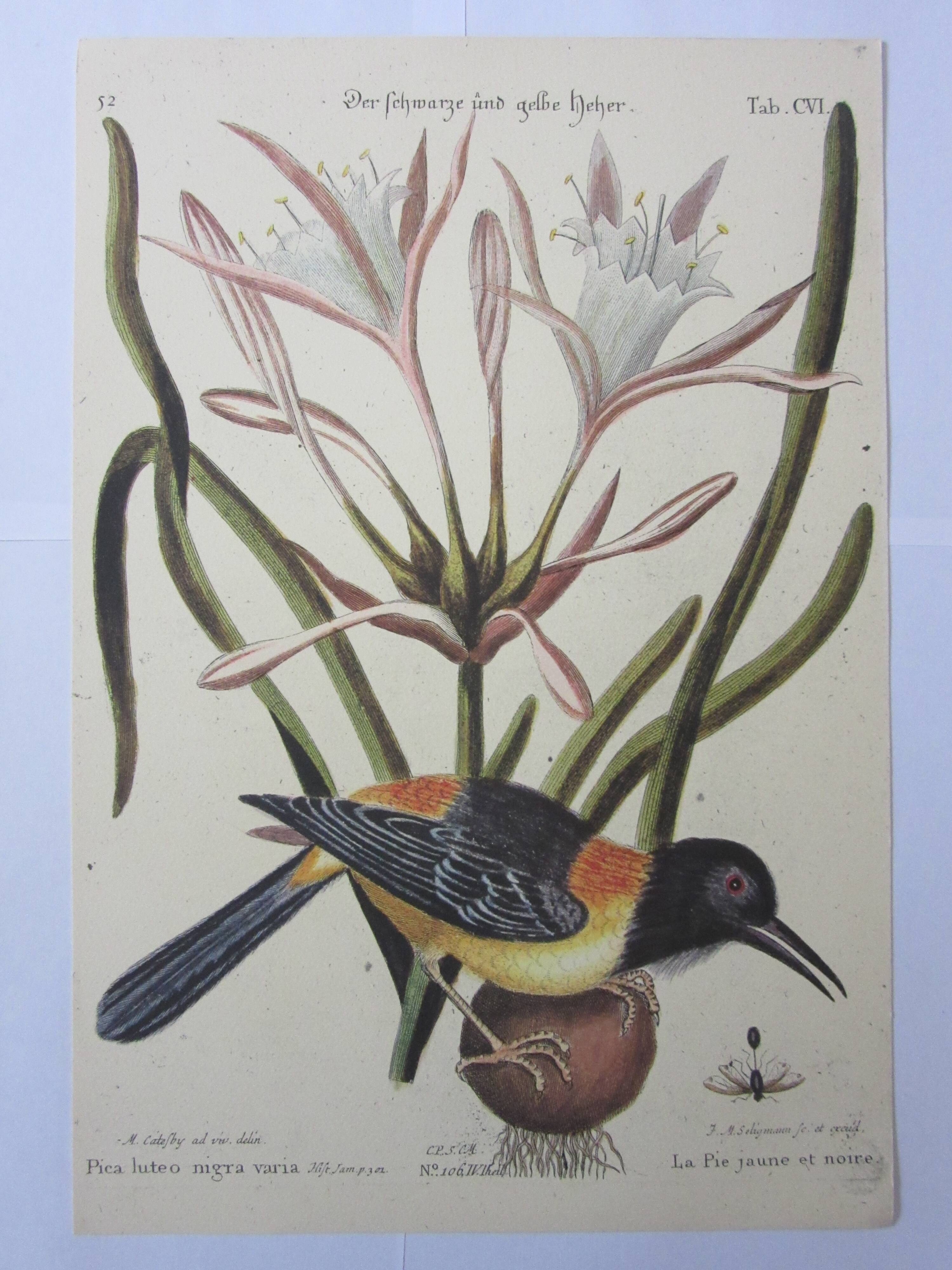 Engraving bird, blue heron, repro Catesby/Seligmann